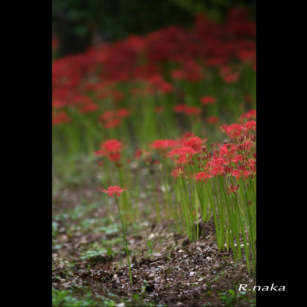 公園の彼岸花　１