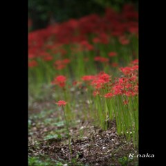 公園の彼岸花　１