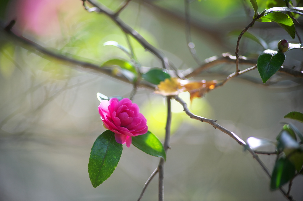 公園の山茶花