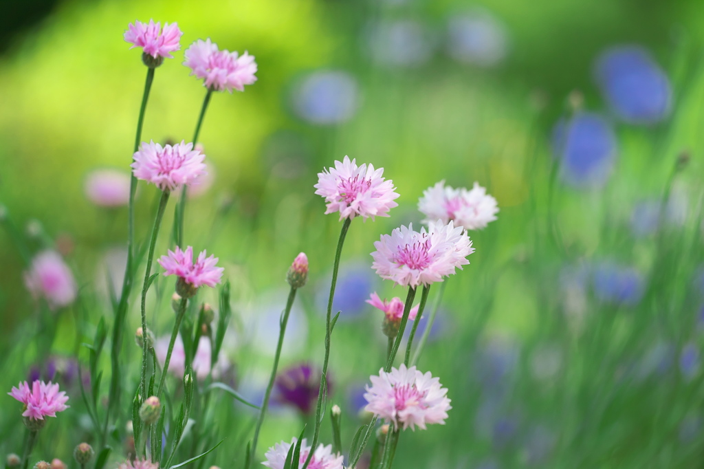 公園のお花　７