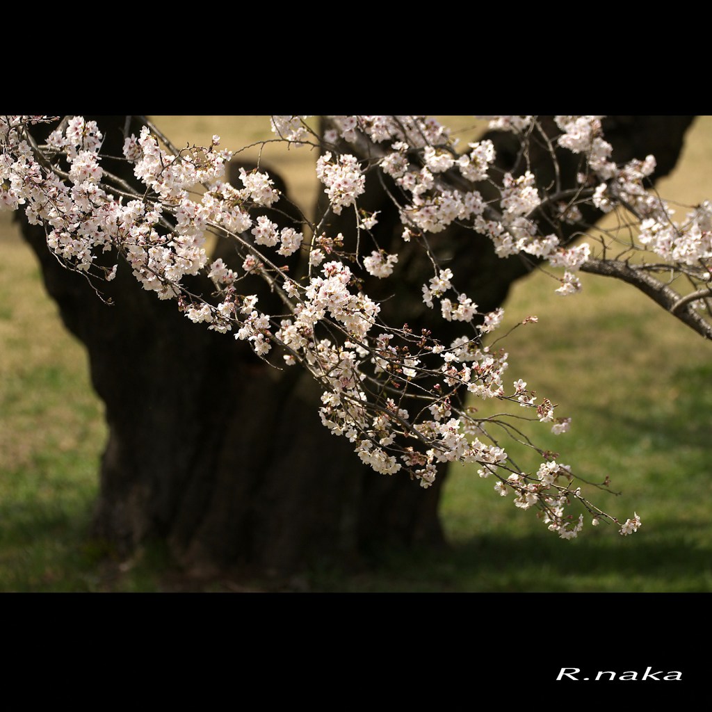 公園の桜　２