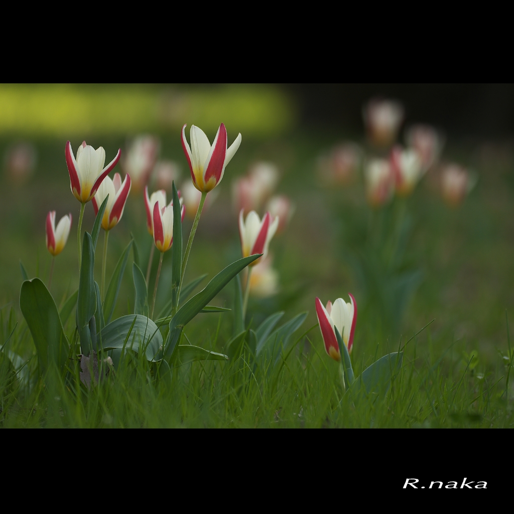 子供の森の花　９