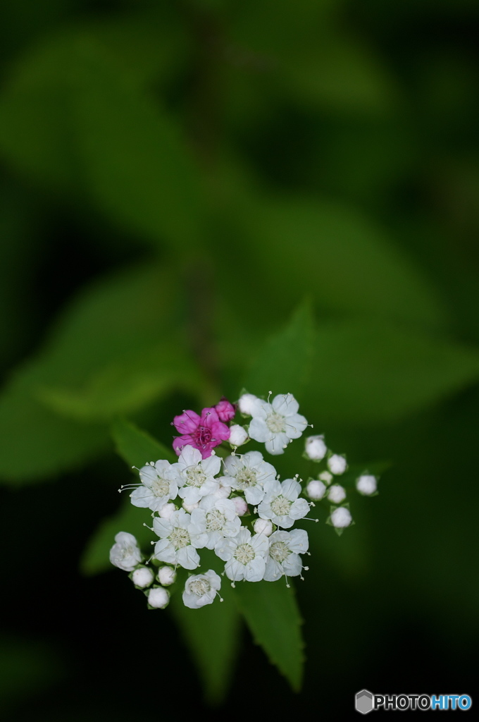 公園のお花　シモツケ　２