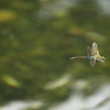 今年のギンヤンマ　４