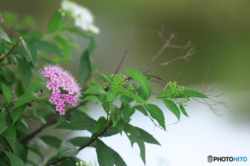 公園のお花　シモツケ　Ⅱ－７
