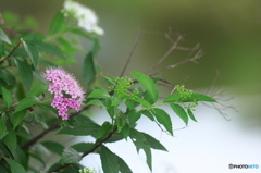公園のお花　シモツケ　Ⅱ－７