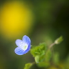 公園の花達