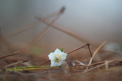 公園のセツブン草