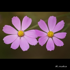 コスモス　２枚の花　１