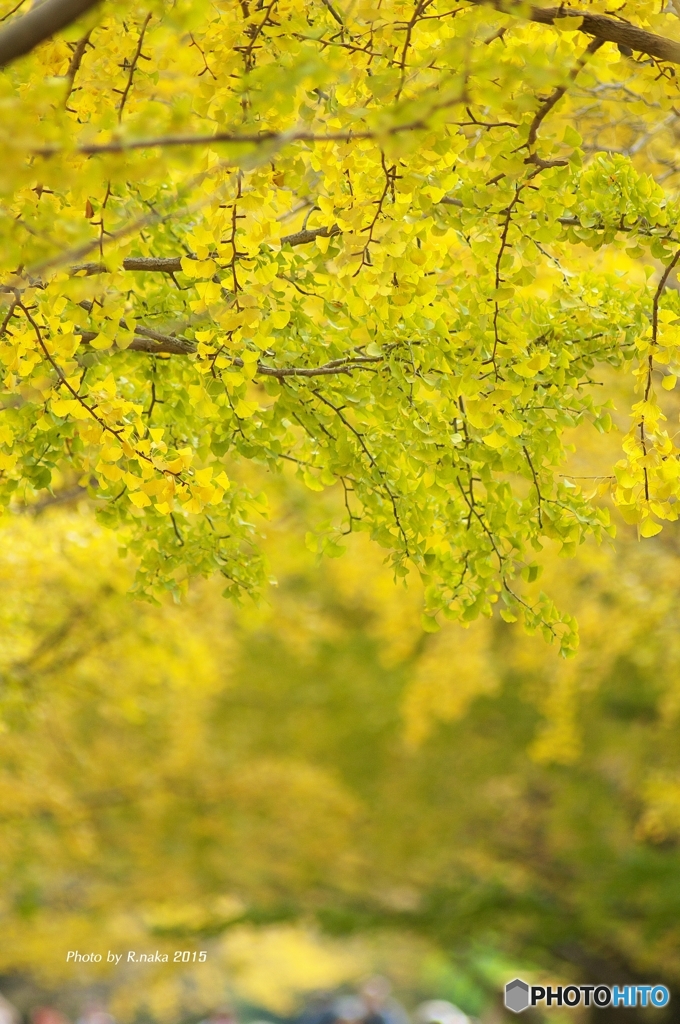 公園のイチョウ　４