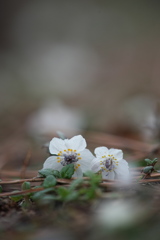 公園のセツブン草