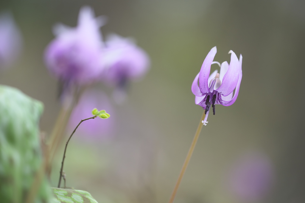 公園春の花