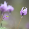 公園春の花