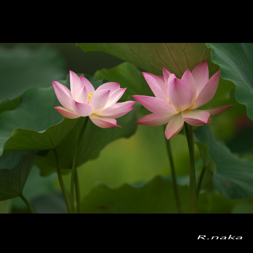 公園の蓮　８