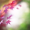 公園　５０ｍｍの紅葉