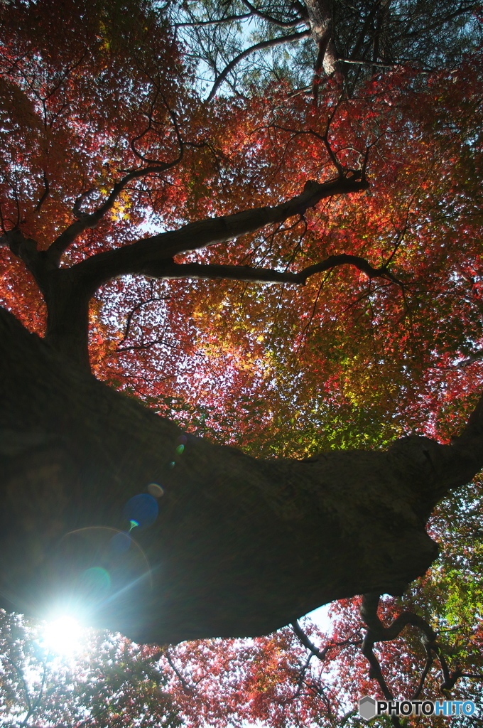 公園の紅葉　７