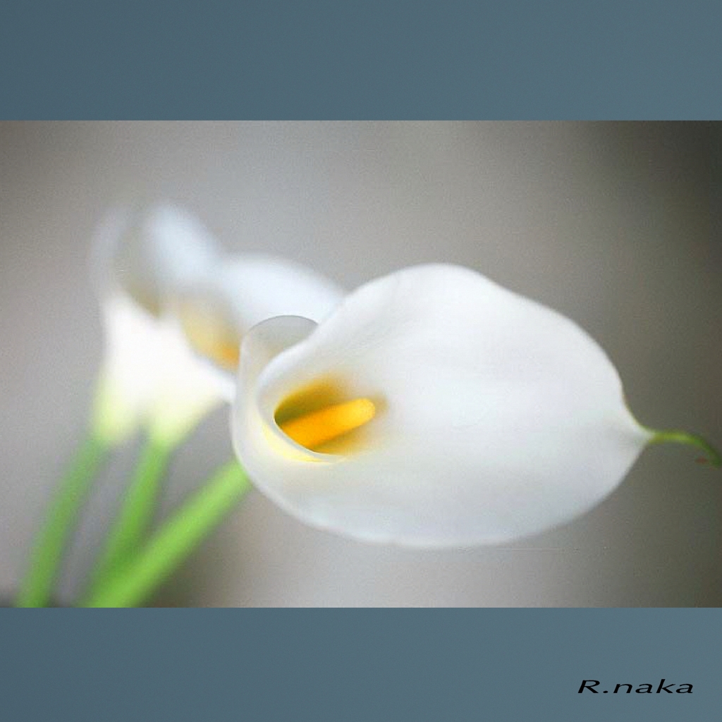 修行時代　２８　花
