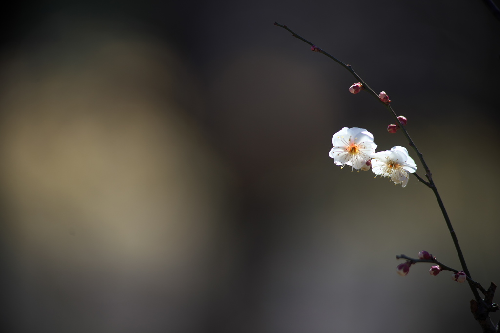 公園の白梅
