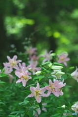 公園　ユリの花の森　６