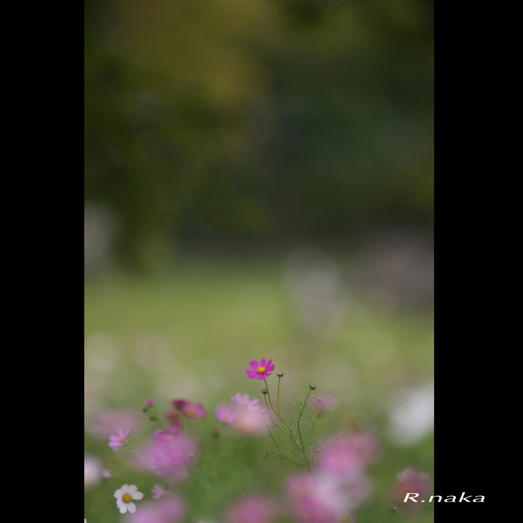花の丘　コスモス　８　小さな花　