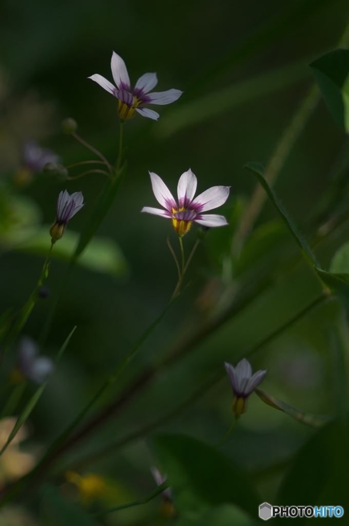 公園でマクロ　庭石菖　１