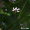 公園でマクロ　庭石菖　１