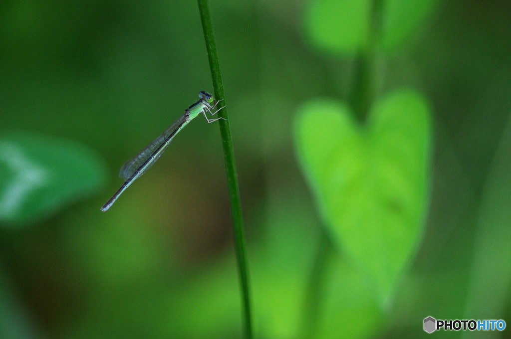 公園の虫達、散歩　１