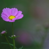 花の丘コスモス