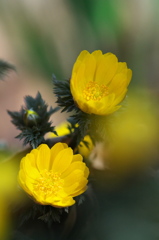 公園の八重の福寿草　４