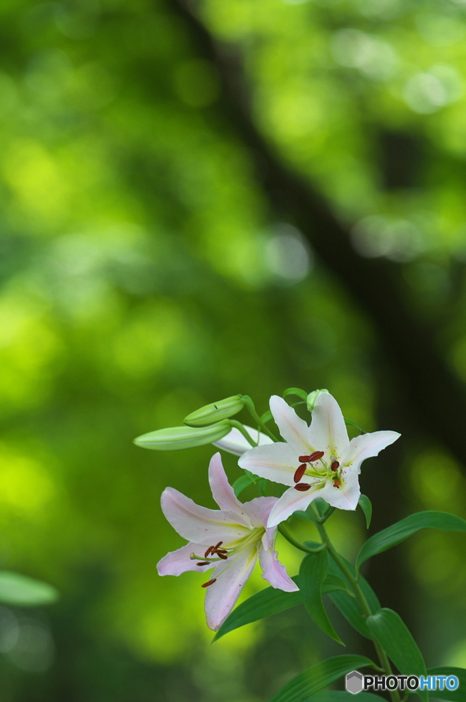 公園　ユリの花の森　５