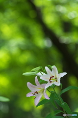 公園　ユリの花の森　５