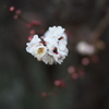 公園の梅の花
