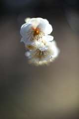 公園の白梅