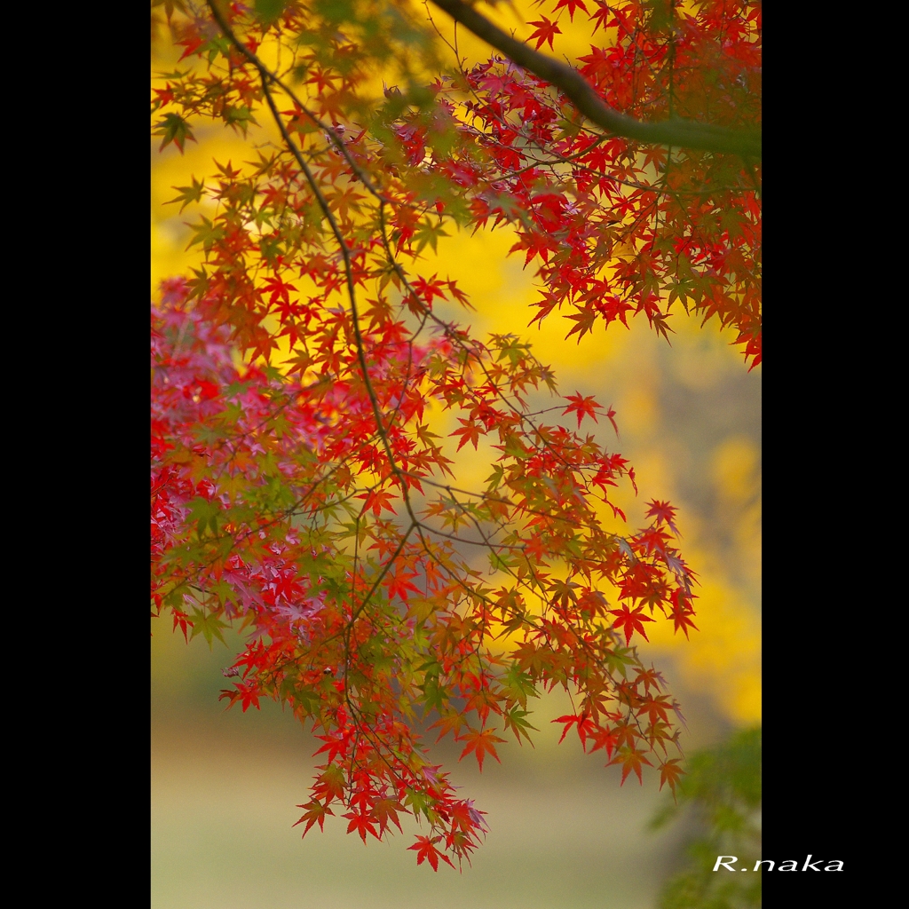 公園の紅葉　１４