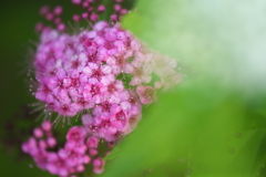 シモツケの花が咲き始めました。３