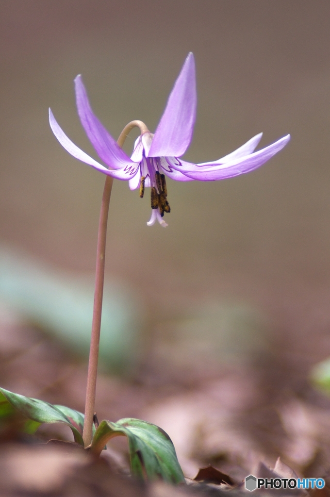 公園で撮った初めての花　カタクリ　４