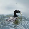 カイツブリ　１