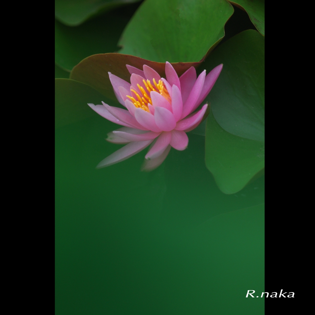 睡蓮の花　３