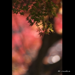 公園の紅葉　７