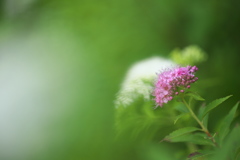 公園のシモツケの花　４