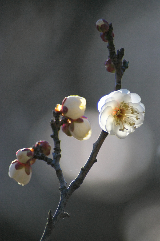 2017 公園の梅の花　１