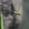 公園の飛んでるトンボ