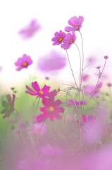 花の丘のコスモス　２