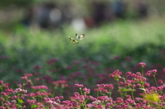 赤いそばの花