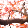 公園の紅葉を５０ｍｍで。