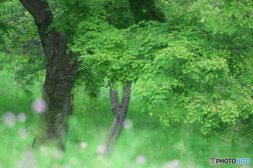 夏の公園散歩　５