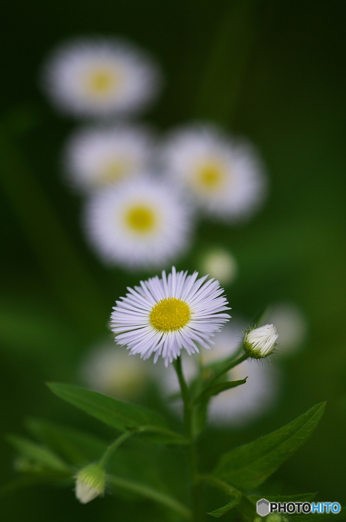 公園　ハルジオンの森　６