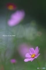 花の丘のコスモス　７