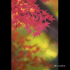 公園の紅葉　３