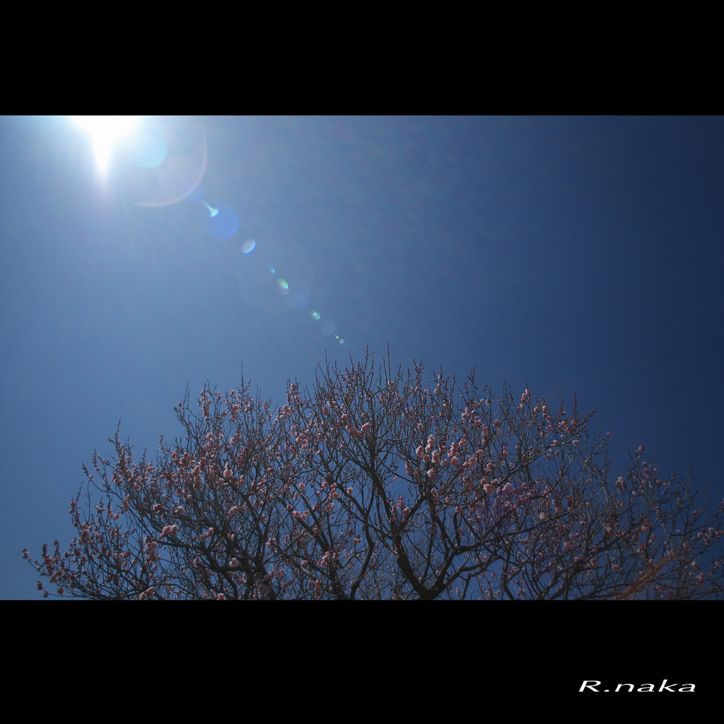 公園の梅　１